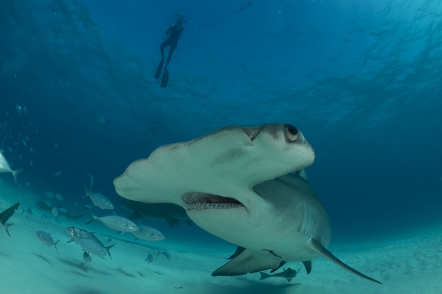 Discovery Channel The great hammerhead shark.